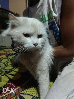 Persian cat full white 2years old trend