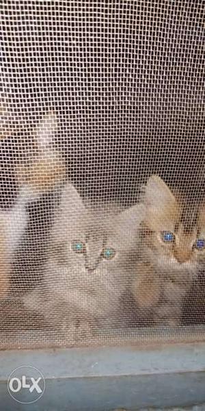 Persian cat male and female 62days old