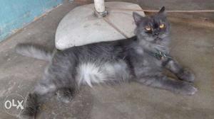 Persian catt 1yr old. male.price fixed palakkad