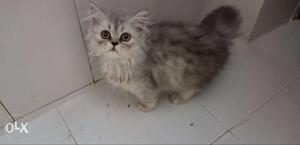 Persian kitten age 3 months