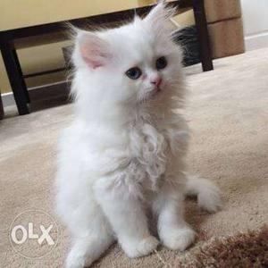 Persian kitten white
