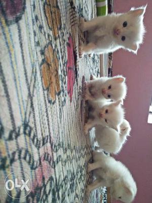Persian kittens for sale,dol face,blue eyes.