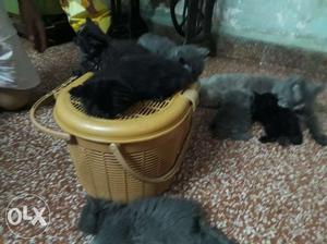 Persian kittens for sale price negotiable only