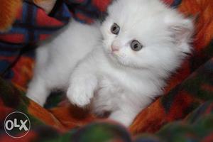 Persian kittens grey and white pair.one white one