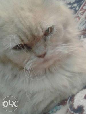 Persian punch face male cat 6months its urgent hurry up