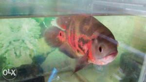 Pink And Black Cichlid