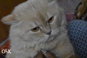 Pure Parssion Male Cat Available For Mating