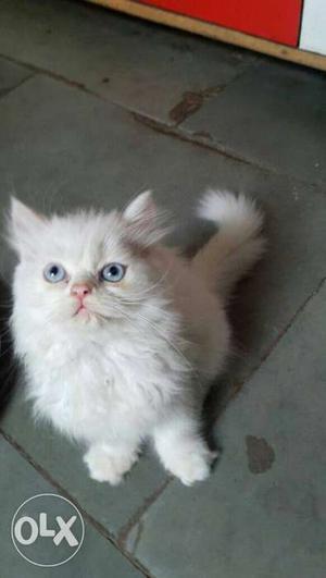 Pure blue eyes persian kitten is available for