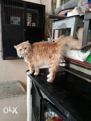 Pure breed male persian doll face cat for urgent