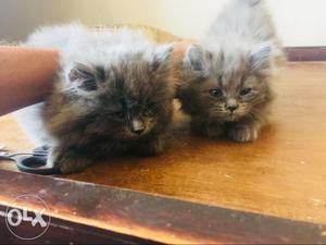 Pure persian kitten for sale 1.month 15days old