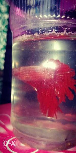 Red Crown Betta Fish