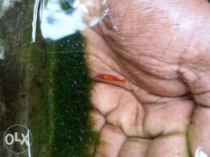 Red cherry shrimp 1pair 30rs. anayara.