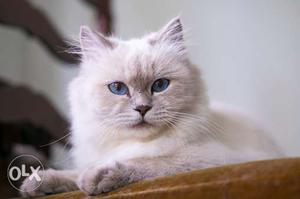 Royal blue white persian kitten for sale cash on delivery