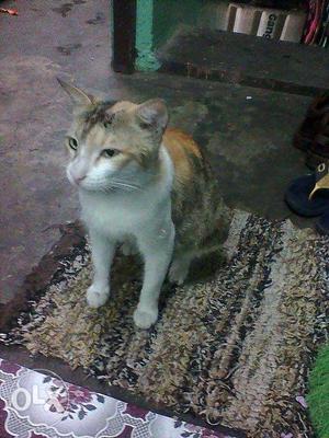 Rs Aggresive cat female beautyfull