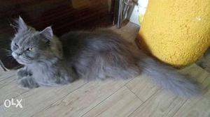 Semi punch face male,11 month old,grey colour,