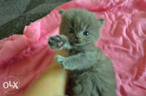 Short-furred Gray Kitten