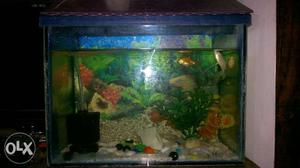Small Fish tank 1ft X 0.5ft with roof