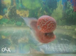 Super red dragon flowerhorn fish. 1yr old. very