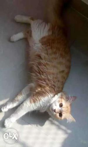 Tabby persian cat, Male