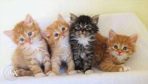 Three Orange And One Silver Tabby Kittens