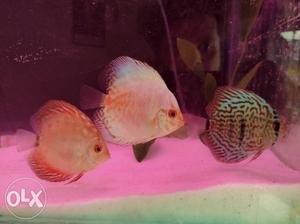 Three White, Orange, And Red Discus Fish
