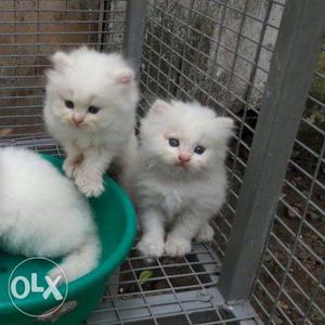 Three White Persian Kittens