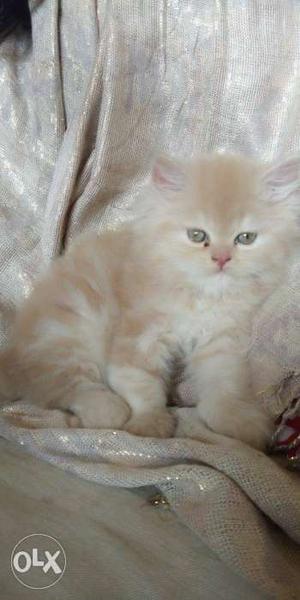 Triple fur coated Persian kittens available in