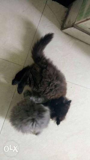 Two Black And Gray Kittens