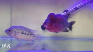 Two Flowerhorn pair male female