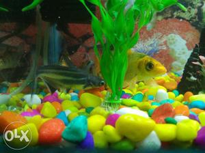 Two Gray And Yellow Pet Fishes