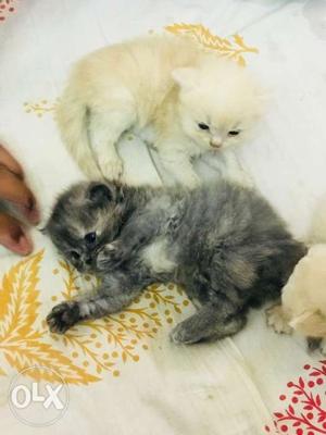 Two Short-fur Orange And Gray Kittens