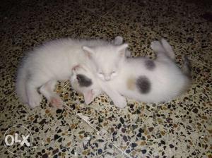 Two White And Black Kittens