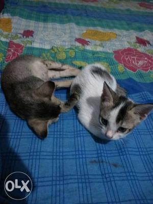 Two small black &white kitten