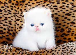 Very cute punch face white persian kitten