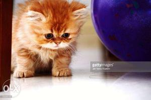 Very cute semi orange persian kitten available for sale