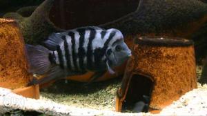 White And Black Flowerhorn Fish