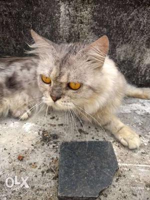 White And Gray PERSIAN CAT Semi punch