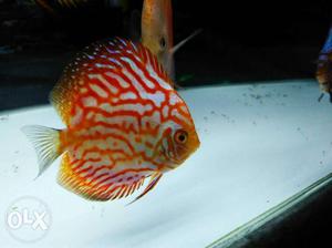 White And Orange Discus Fish