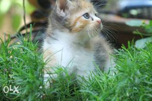 White, Black, And Orange Tabby Kitten