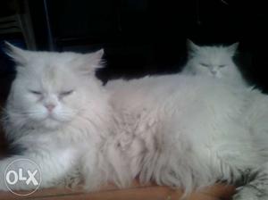 White Persian Cat Meating only not for sale