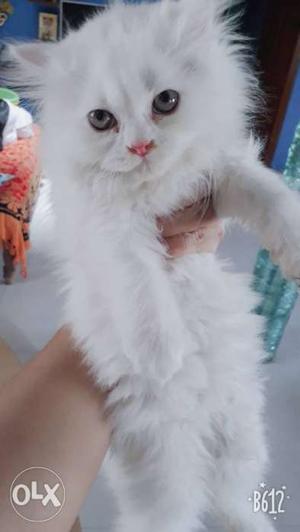 White Persian Kitten