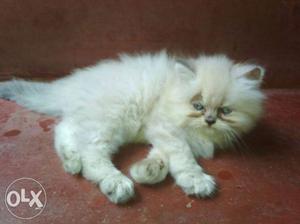 White Persian Kitten