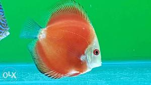 White face red melon Discus Fish