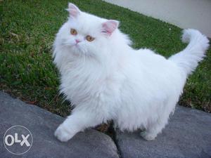 White punch face blue eyes round tail cat and kitten