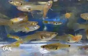 Wild Guppy Fish (babies).12 For 50/- only
