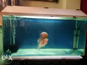  fish tank good condition with she'd.. any