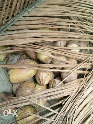 Homely pure coconut for sale (200pc.) Rs23 per