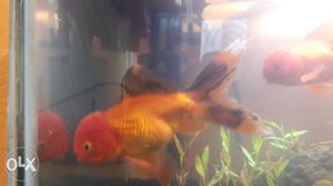 2 Gold Fish In Howrah