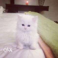 All color pure persian kitten for sale in all india deliver