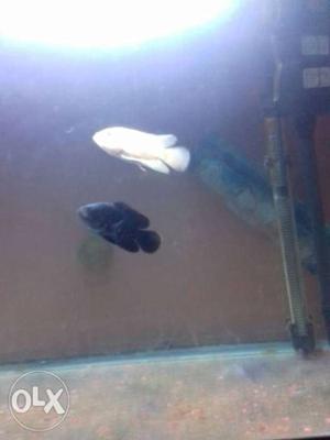 Black And White Fishes